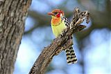 Red-and-yellow Barbet